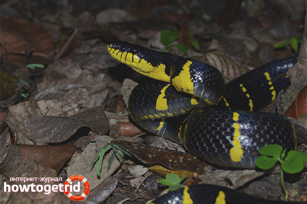 Boiga dendrophila