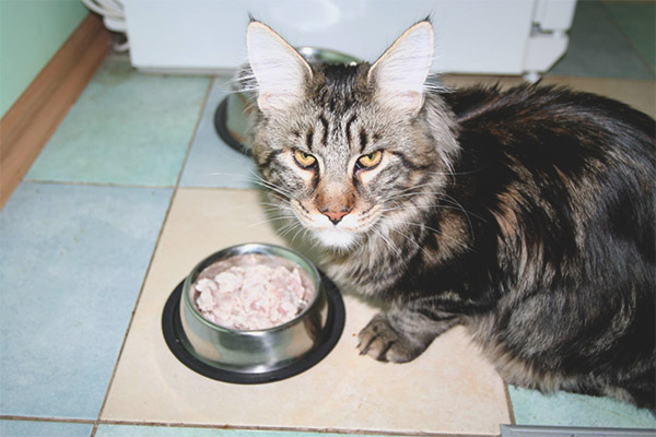 Какво да се храни с породата котки Maine Coon
