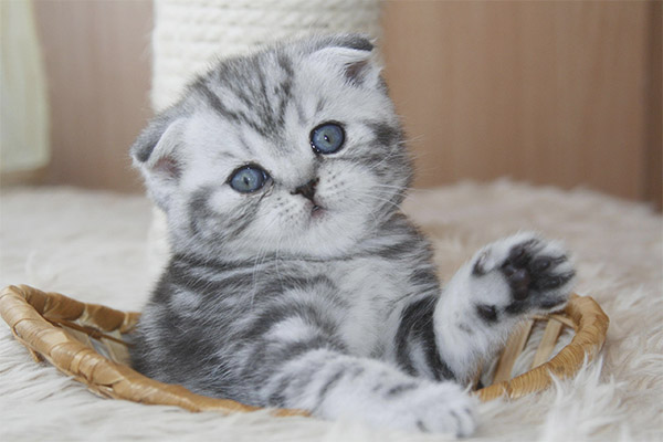 Как да се хранят с Scottish Fold коте