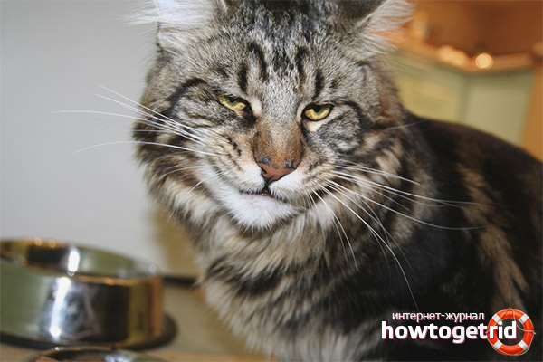 Какво е забранена храна за Maine Coon