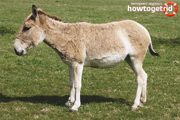 Equus hemionus