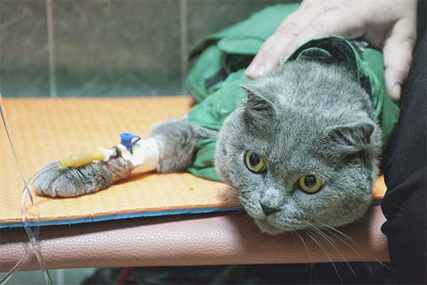Хемобартонелоза при котки