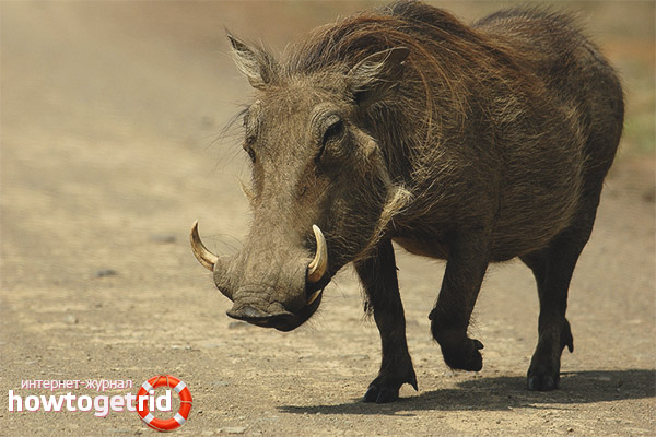 Warthog характер