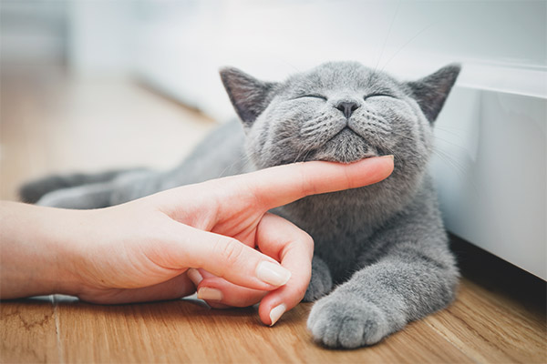 Как да желязо котка или котка