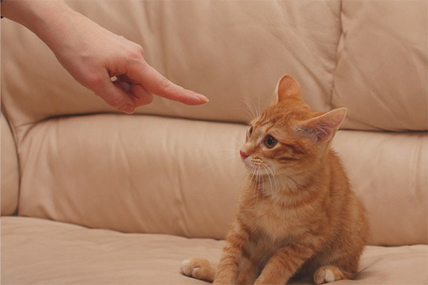 Как да накаже котка или котка