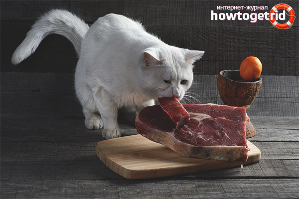 Какви продукти не трябва да се дават на котки