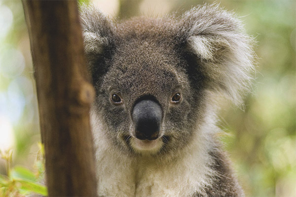 коала