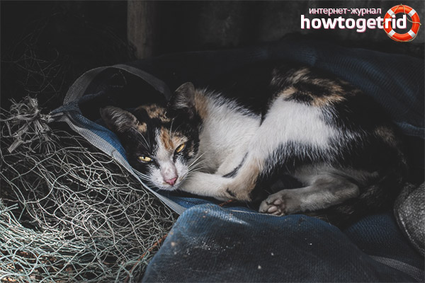 Котката се крие в тъмни места.