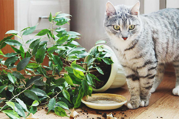 Котката или котката яде земята