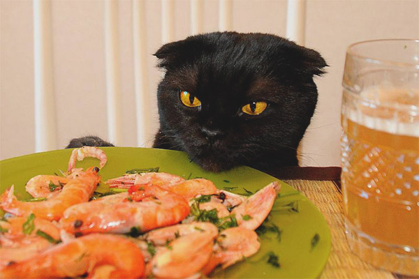 Могат ли котките да дадат скариди