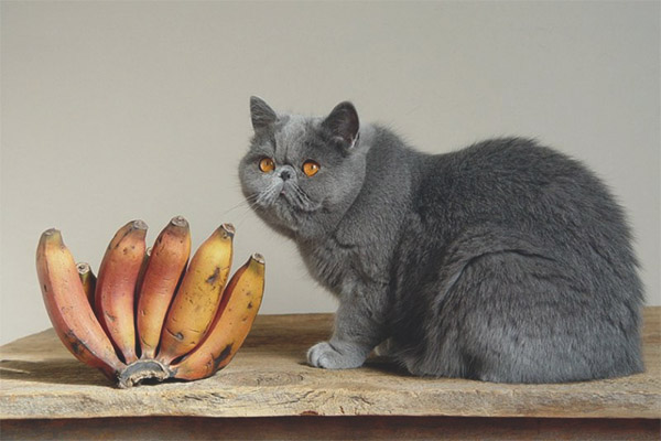 Могат ли котките и котките да имат банани