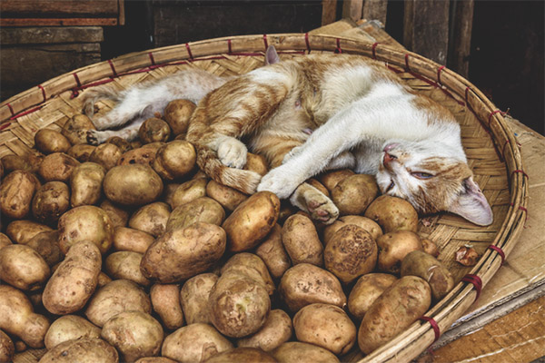 Могат ли да се дават картофи на котки и котки?