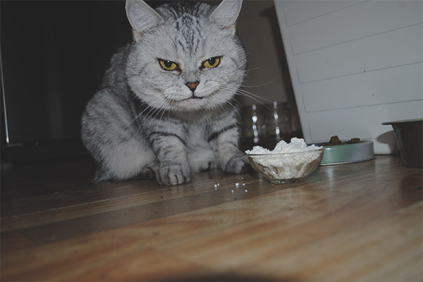 Възможно ли е да се даде домашно сирене на котки и котки