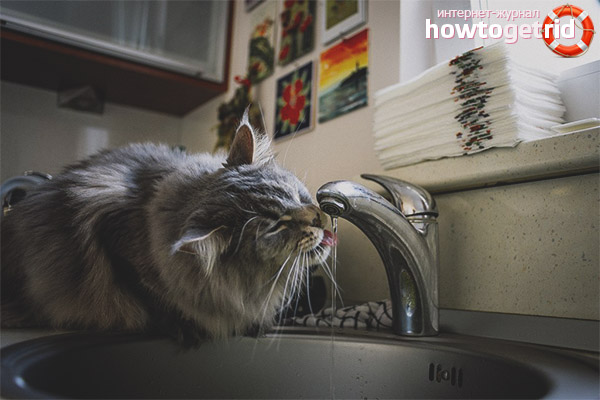 Консумацията на вода от котки порода Maine Coon