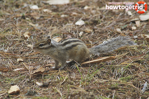 Chipmunk начин на живот