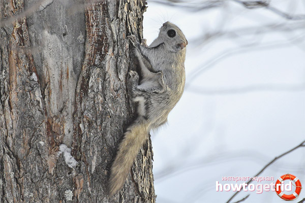 Летящ стил