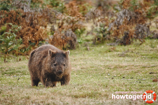 Wombat начин на живот