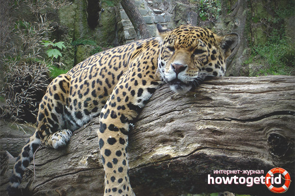 Panthera pardus orientalis