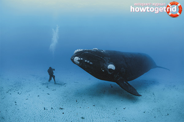 Bowhead китове за хранене
