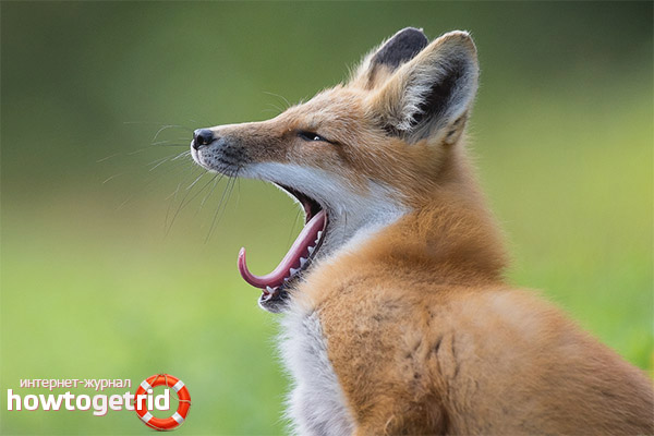 Fox хранене