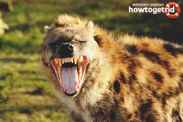 Хранене запечатани Hyena