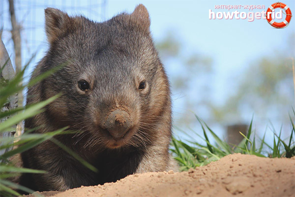 Wombat Power