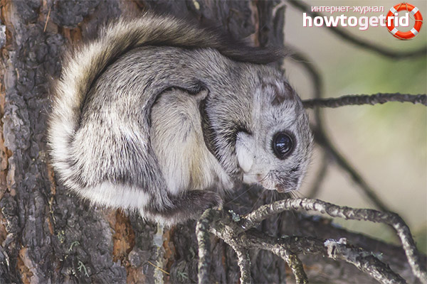 Pteromys volans