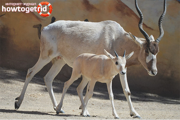 Възпроизвеждане на Addax