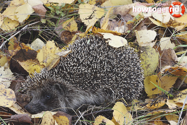 Развъждане на таралежи