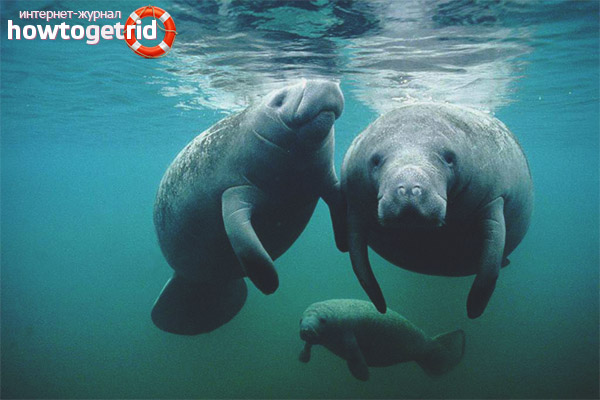 Възпроизвеждането и продължителността на живота на dugong