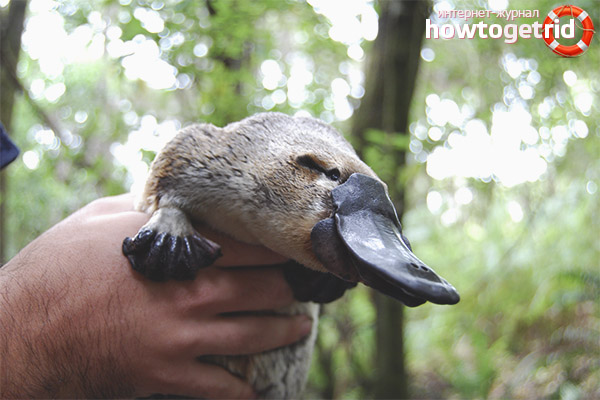 Структура на тялото на Platypus