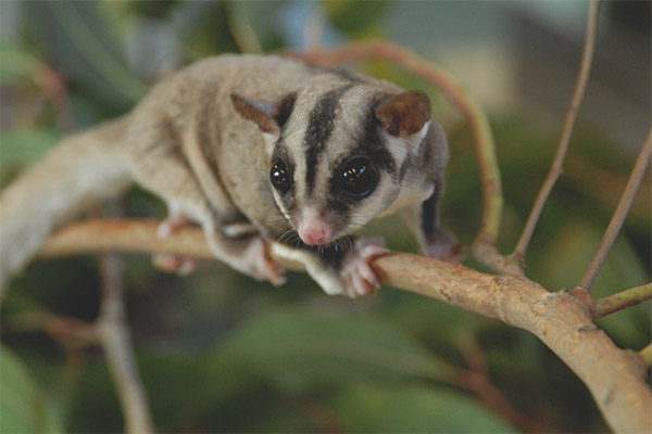 Marsupial летяща катерица