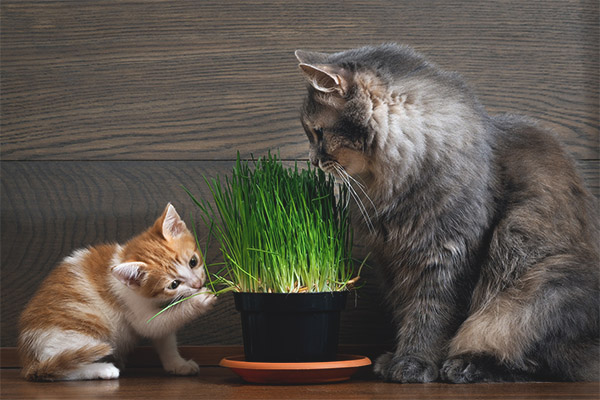 Трева за котки и котки