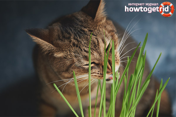 Трева, която котките консумират