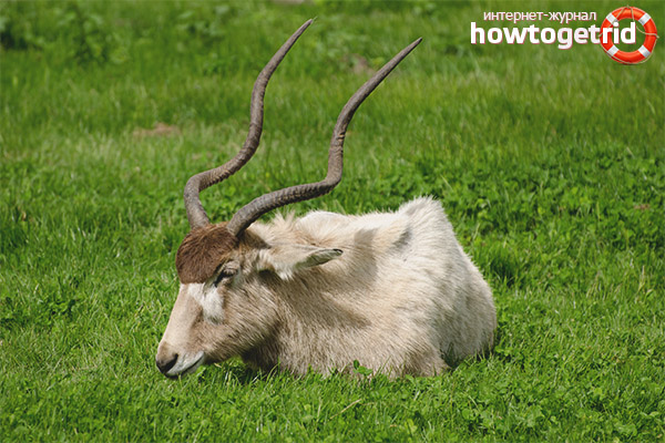 Addax врагове