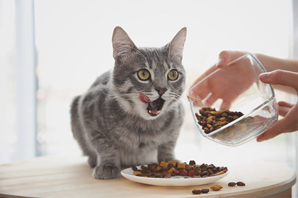 Суха храна за котки и котки е вредна?