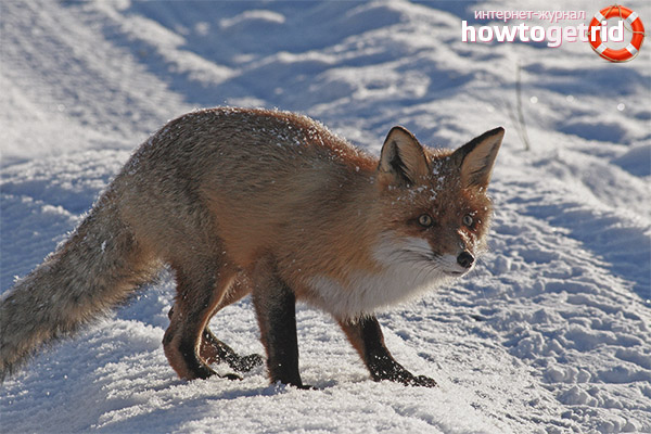 Vulpes vulpes