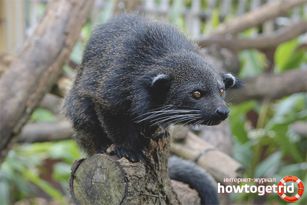 Природата и начинът на живот на binturong