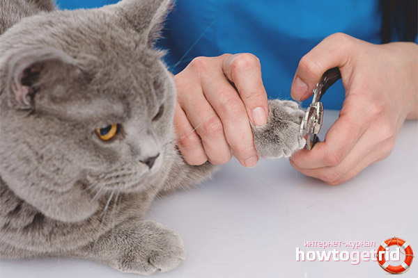 Котки за котки