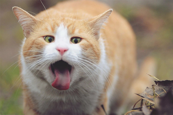 Котката не може да потъне в вълна