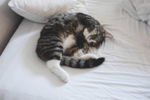  Котката потръпва в сън
