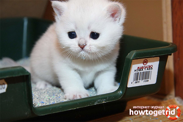 Кошница за котенца