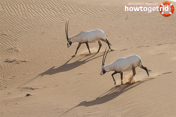 Защита и номер на арабския Oryx