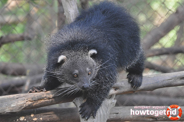 Binturong умножение