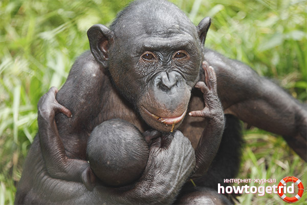 Отглеждане на Bonobo
