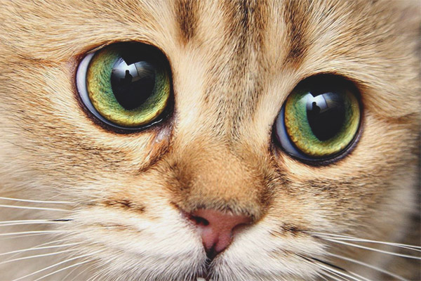 Котката е разширила учениците.