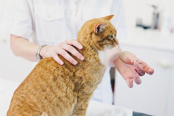 Седативи за котки и котки