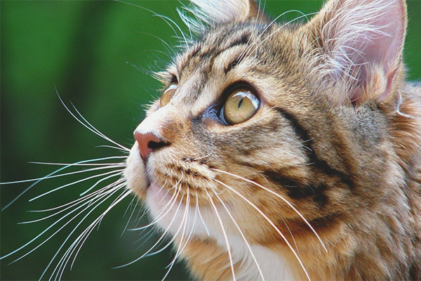 Защо котка и котка се нуждаят от мустаци