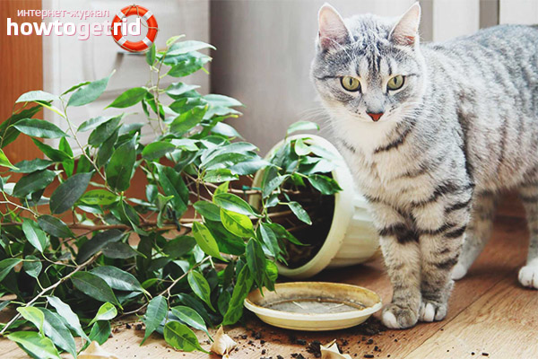 Как да предпазим растенията от котки