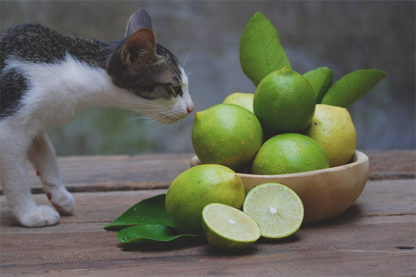 Какъв мирис не може да котки